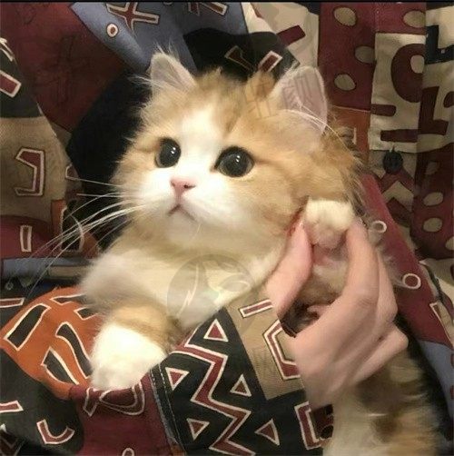  聍榆