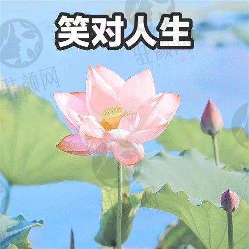 白色曼佗花