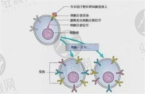 李奇军做生长因子取出手术怎么样？